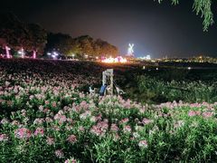 -大塘金香草谷