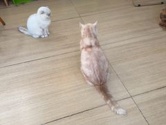 -是阿柴呀！柴犬咖啡·爱喵喵猫咖