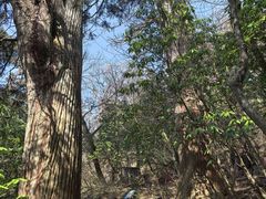 -天目山大树王景区