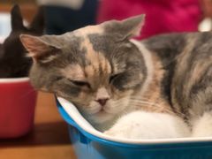 -藦茜花园宠物主题亲子互动体验馆(国顺东路店)