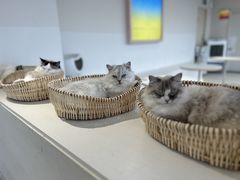 -怪兽屋·羊驼·猫咖·狗咖(俊华广场店)