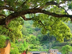 -杨家堂村
