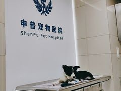 -申普宠物医院·心脏介入·心血管微创(总院)
