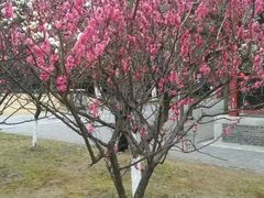 -南通博物苑-崇川人民公园