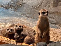 -Zoolung Zoolung动物主题公园(海信广场店)