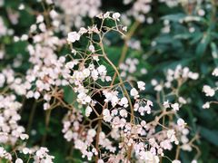 -中国科学院华南植物园