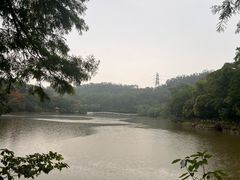-深圳仙湖植物园