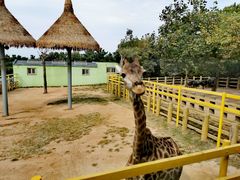 -西霞口神雕山野生动物世界