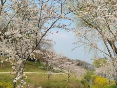 -羊山湖公园