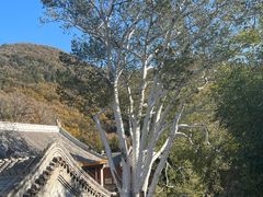 -潭柘寺景区