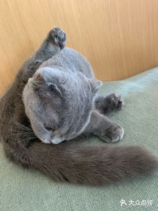 CAT’S MEWSTAR CAFE·喵星球猫屋(晴湾咖啡店)图片