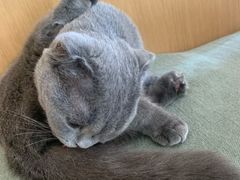 -CAT’S MEWSTAR CAFE·喵星球猫屋(晴湾咖啡店)