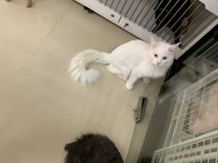 -东方名猫馆·英短金渐层布偶猫舍(环线广场1号楼店)