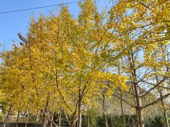 -千年银杏谷文化旅游区