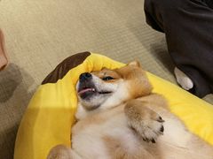-逗柴咖啡屋·狗咖猫咖宠物桌游