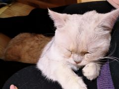 -喵屿·大理花园猫咖