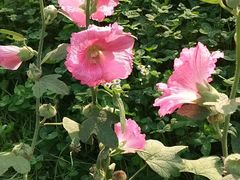 -田园东方蜜桃村的田野营地