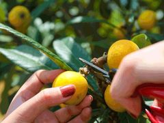 -塘栖枇杷特色园区