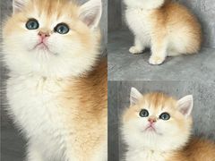 -小猫来了·猫舍(红山六九七九店)