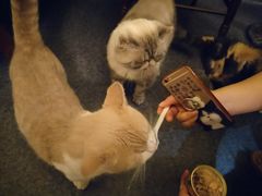 -猫色咖啡·猫咖