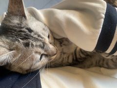 -中农大我爱我爱动物医院·核磁CT·猫病·24小时夜诊中心(石佛营店)