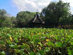 -上海醉白池公园