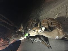 -清迈夜间动物园