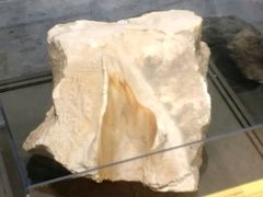 -老忠实间歇泉