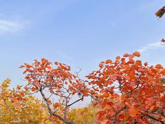 -北京西山国家森林公园