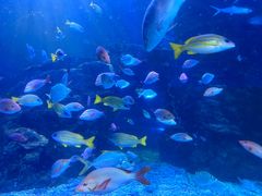 -太平洋海底世界