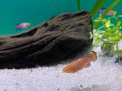 -上海海洋水族馆
