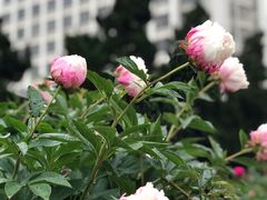 -南京航空航天大学(明故宫校区)