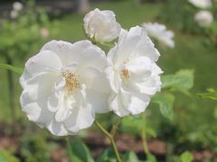 -上海鲜花港