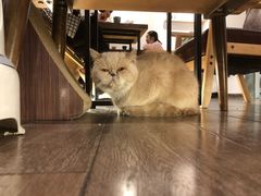 -Double cafe
