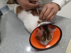 -萌兽医馆·绝育·24小时内科·宠物医院(德胜店)