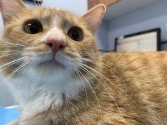 -纳吉亚猫专科动物诊疗中心(蒋宅口分院)