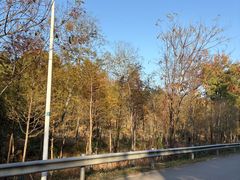 -青龙山国家森林公园