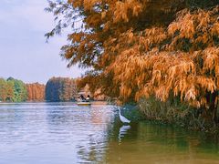 -上海海湾国家森林公园