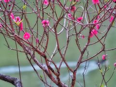 -南国桃园旅游度假区