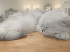 -共舞时光猫咖·狗咖(新街口店)
