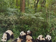 -成都大熊猫繁育研究基地