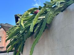 -初溪土楼群
