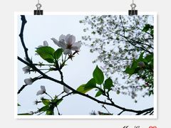 -武汉大学-樱园