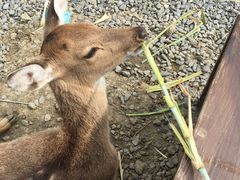 -鹿境梅花鹿生态园区