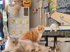 -平行世界·猫咖(首经贸店)