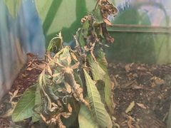 -上海大自然野生昆虫馆(东方明珠·爬宠昆虫探索中心)