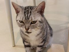 -藏猫猫咖啡主题馆(中央大道店)