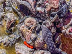 -Darling Queen·Mini·Live·House