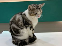 -飞行喵MR PILOT|猫舍·猫咖(静安大融城店)
