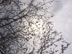 iphone_upload_pic-香雪海